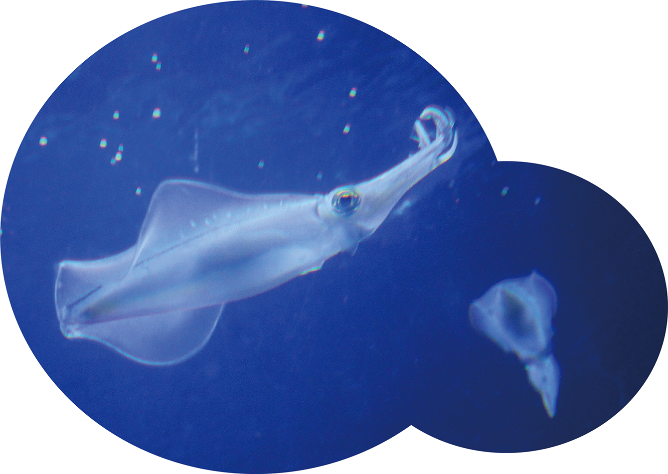 瀬戸内居酒屋 魚なげ